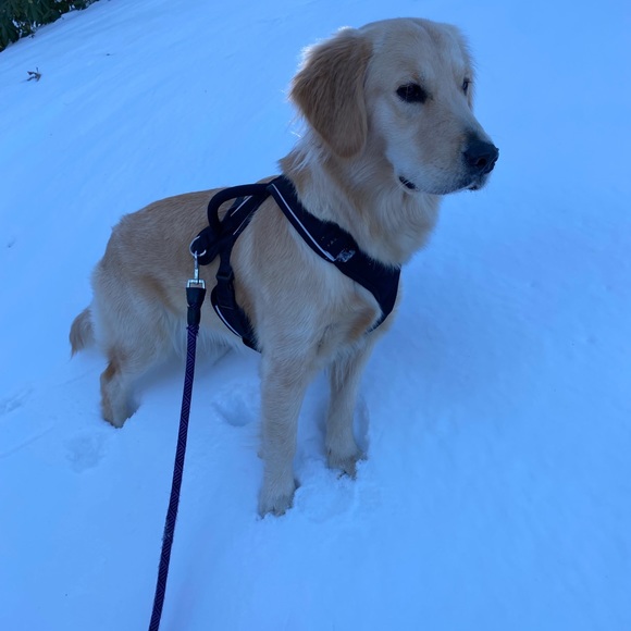 Meet your Posher, Adrienne “Surf Sugar” and her best friend Amelia. - Picture 5 of 9